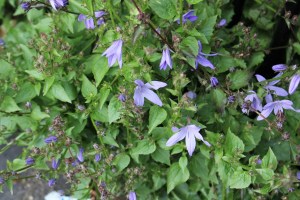 Campanula poscharskyana (1200 x 800)